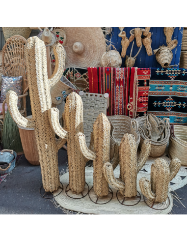Cactus en Alfa